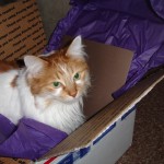 bella in a box
