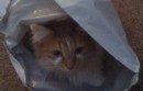 Cat in a plastic mailer bag