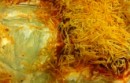 easy taco dip