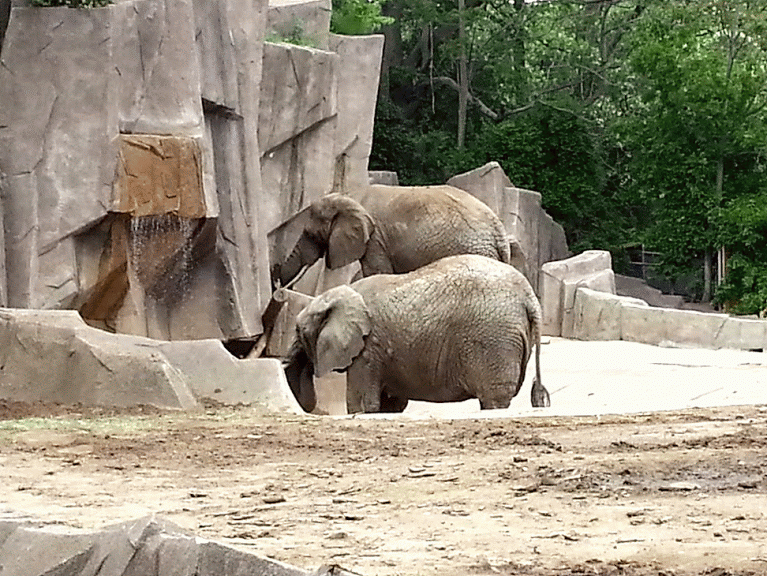 Elephants!