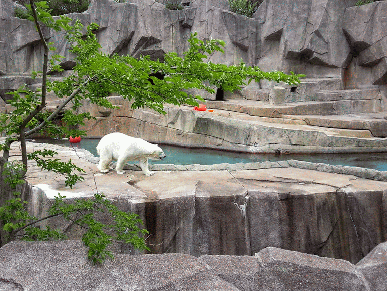 The pacing polar bear.