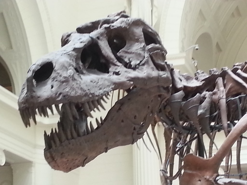 close up of trex skull