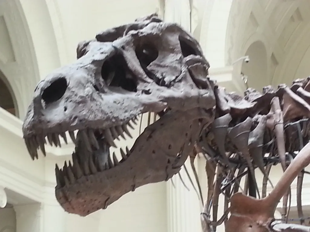 close up of trex skull