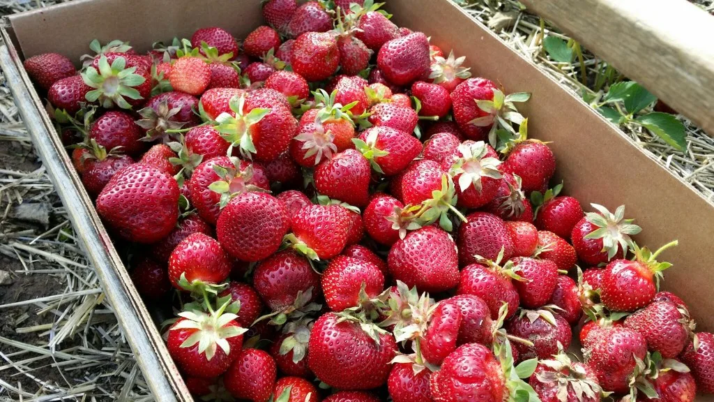 Strawberries picked at Barthels Fruit Farm