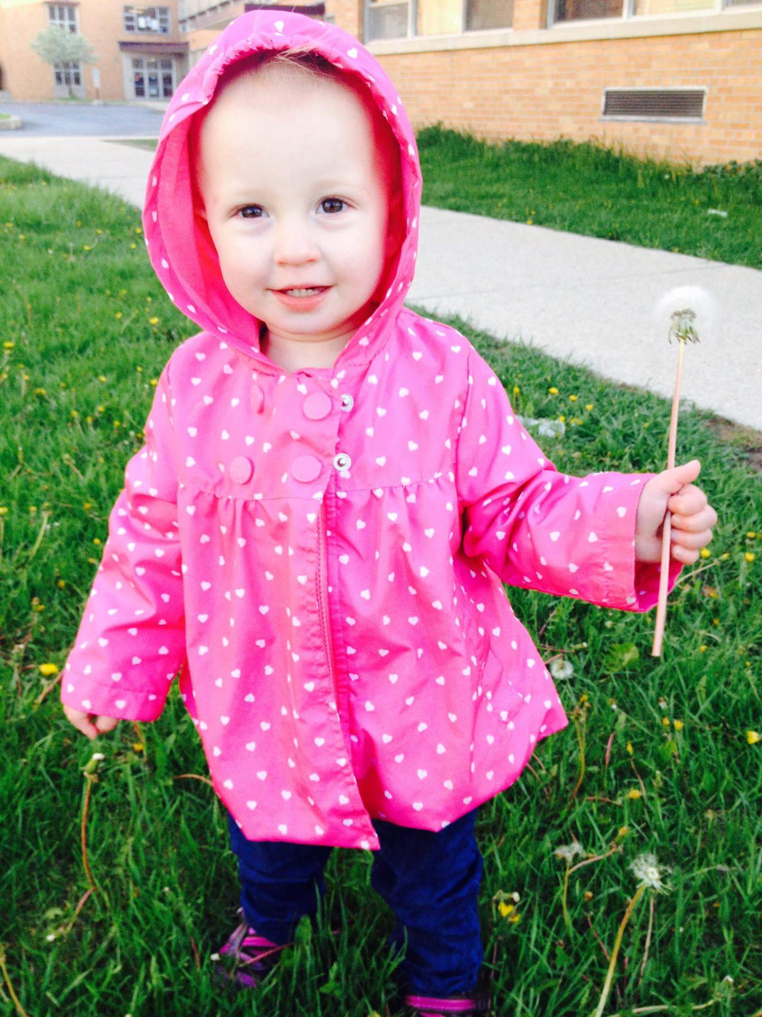 Toddler in pink jacket holding dandelion