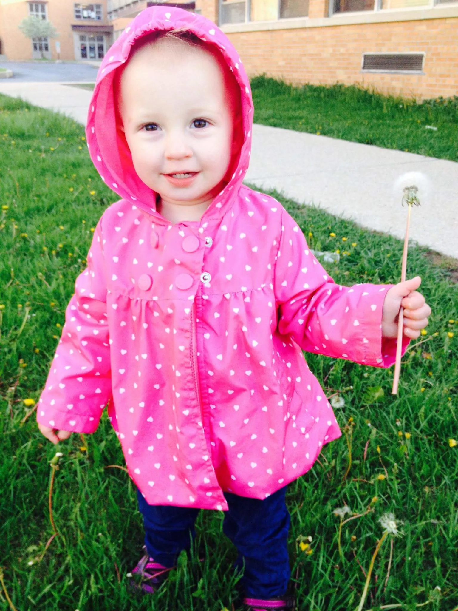 Toddler in pink jacket holding dandelion