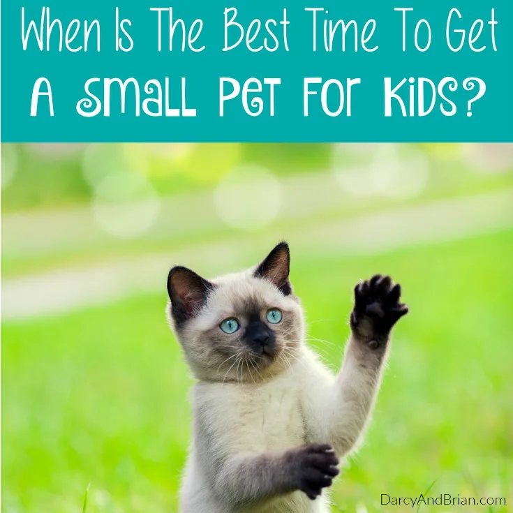 Wondering when to get your kids a small pet? Here are a few questions to ask yourself.