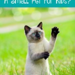 Check our answers to the question of When Is The Best Time To Get A Small Pet For Kids? We'll help you decide when it is a good idea to invest in a new family pet!