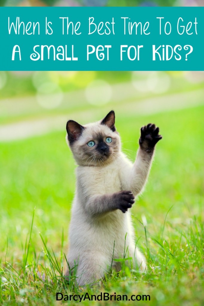 Check our answers to the question of When Is The Best Time To Get A Small Pet For Kids? We'll help you decide when it is a good idea to invest in a new family pet!