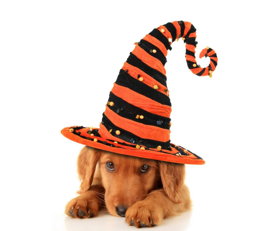 These Halloween Safety Tips for your pets will make sure your entire family can enjoy this spooky holiday without any safety scares along the way!