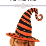 Thinking about taking your dog trick-or-treating or putting your cat in a pet costume? These Halloween Safety Tips for your pets will make sure your entire family can enjoy this spooky holiday without any safety scares along the way!
