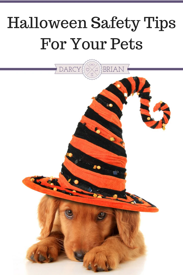 Thinking about taking your dog trick-or-treating or putting your cat in a pet costume? These Halloween Safety Tips for your pets will make sure your entire family can enjoy this spooky holiday without any safety scares along the way!