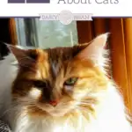 Number 5 & 7 are incredible! Check out these 12 Cool Facts About Cats and learn more before you introduce your family to these lovable pets! Your kids will have fun learning these cat facts.