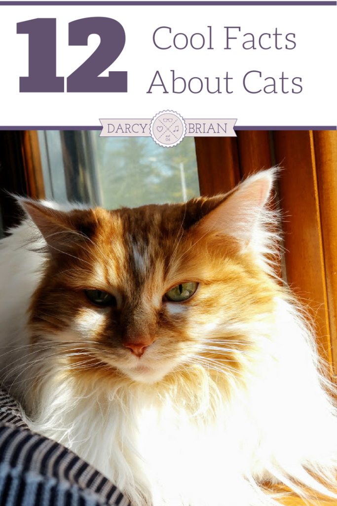 12 Cool Facts About Cats to Teach Your Kids