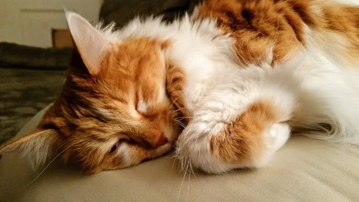 Long haired cat curled up for a catnap.