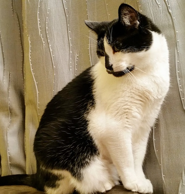 Black and white cat sitting on back of couch.