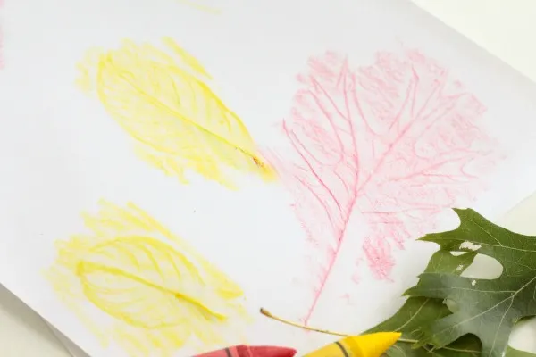 Leaf rubbings nature science for kids