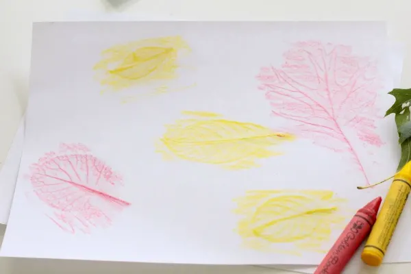How to make leaf rubbings. Ideas for kids science activities.