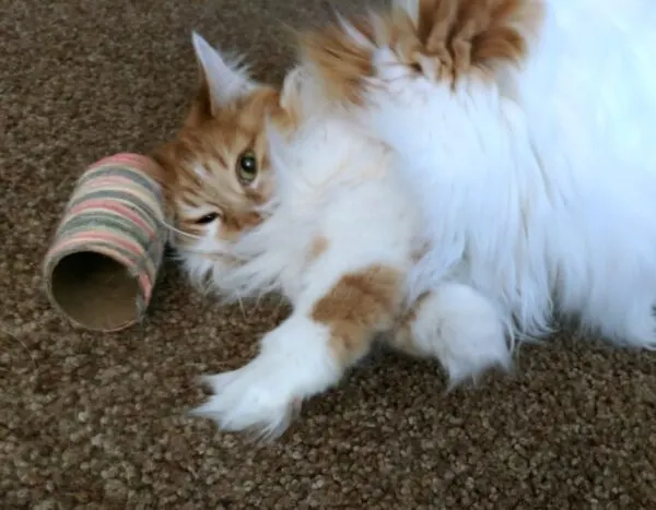 Cat playing with DIY catnip toy
