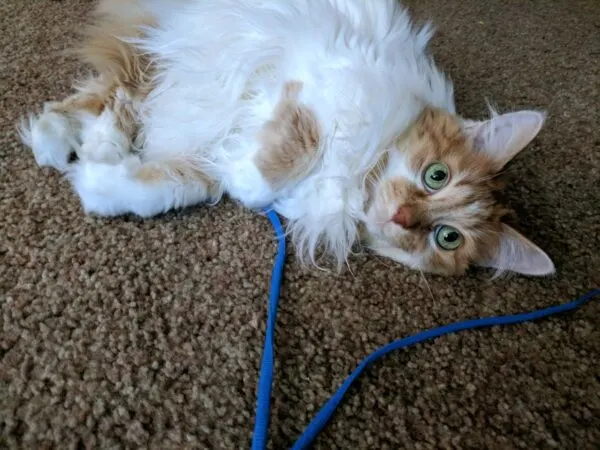Long haired cat playing with shoelaces