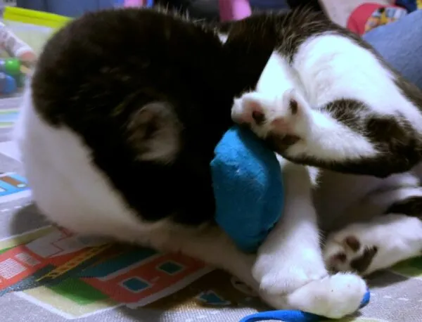 Black and white cat playing with homemade cat toy.
