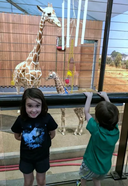 Behind the scenes tour by giraffes at Como Zoo