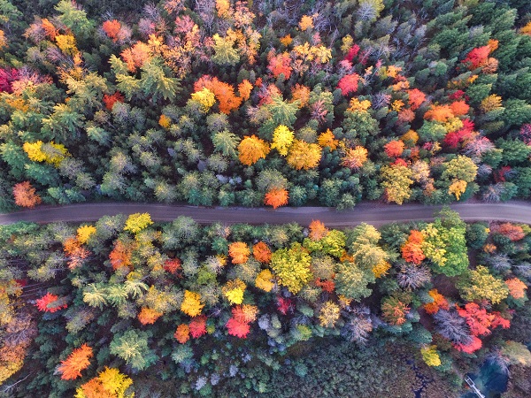 Overhead fall foliage. Image via Unsplash