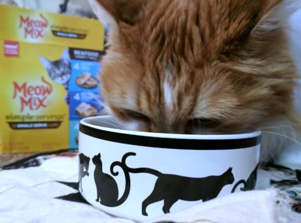 Author's cat eating Meow Mix Simple Servings