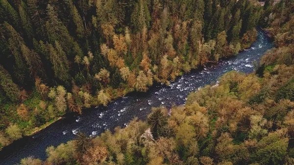 View of autumn leaves changing. Image via Unsplash