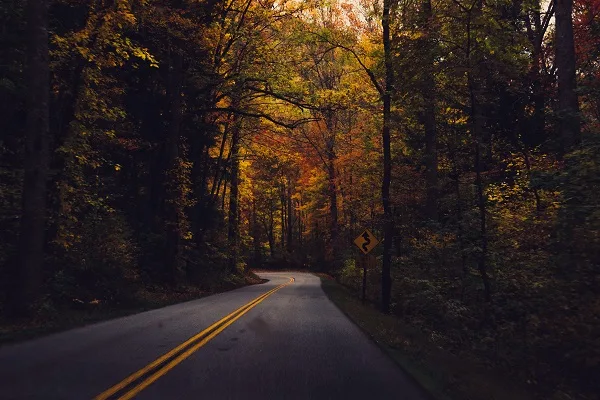 Autumn leaves along the road. Image via Unsplash