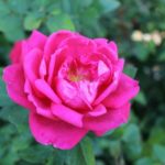 Beautiful pink rose at Rotary Botanical Gardens