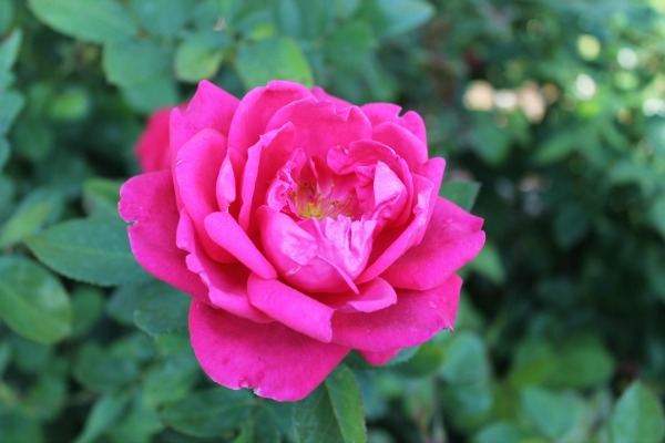 Beautiful pink rose at Rotary Botanical Gardens