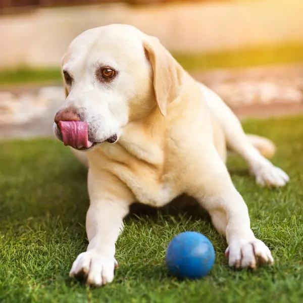 Looking for DIY dog toys? These 7 ideas use simple supplies that you may already have around the house. Great way to to make your own dog toys and keep your pup happy!