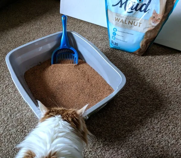 Cat sniffing and checking out litter box filled with LitterMaid Premium Walnut litter.