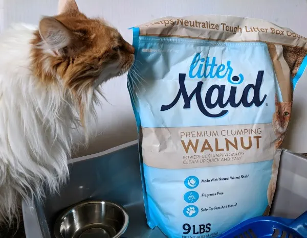 Long haired cat sniffing LitterMaid® Premium Walnut bag