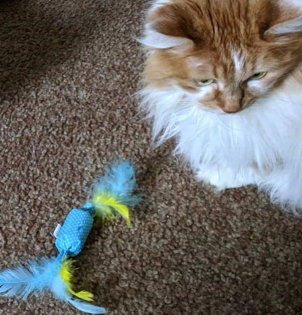 Cat playing with blue and yellow cat toy with feathers.