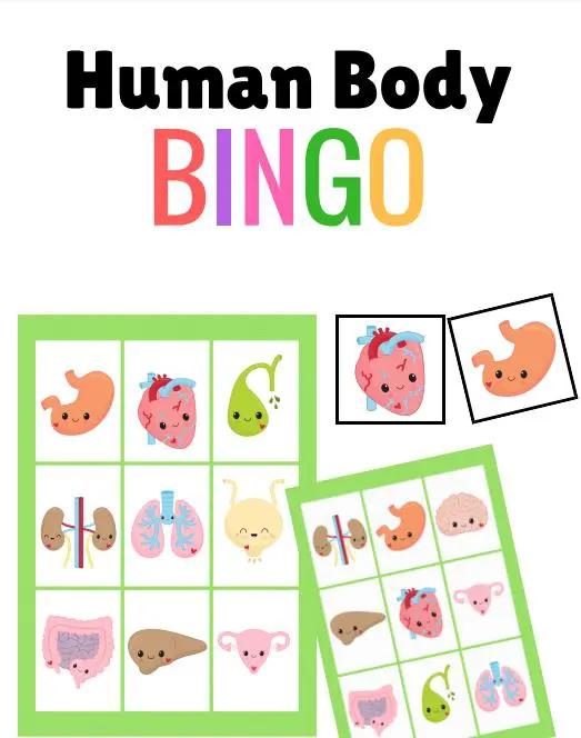 Preview of printable Human Body Bingo game cards for kids