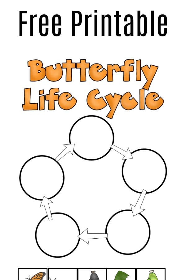 Grab this free printable butterfly life cycle worksheet and learn about how a caterpillar becomes a butterfly. Great addition to your classroom, homeschool, or hands on learning at home. It's perfect for preschoolers and kindergartners, but kids of all ages will enjoy learning about butterflies.