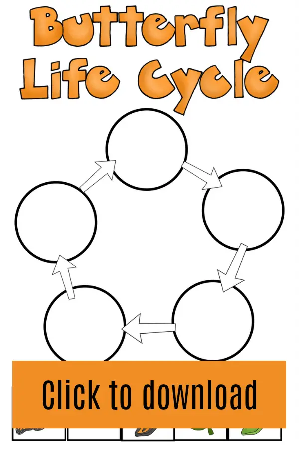 Printable butterfly life cycle worksheet for kids