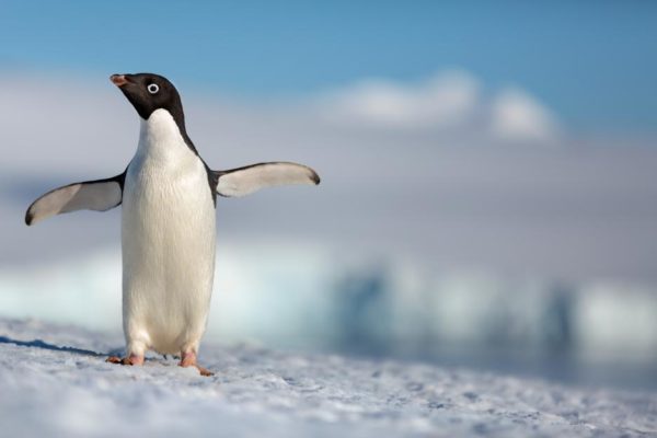 Penguin with wings outstretched from Disneynature's Penguins