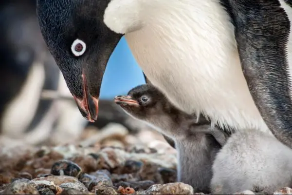 Adult penguin feeding baby penguin in Disneynature's Penguins film