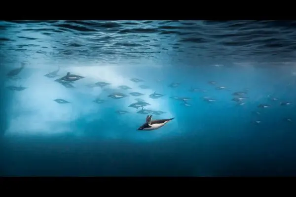 Penguins swimming under the water in Disneynature's Penguins movie
