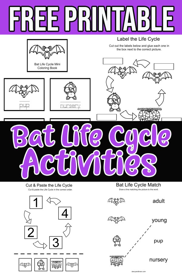 Preview images of bat life cycle printable activities.