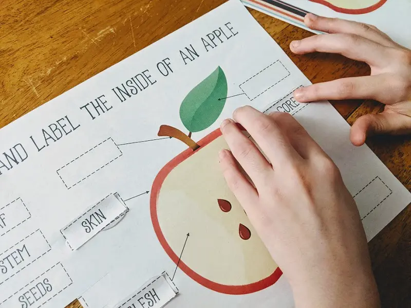 Close view of white girl's hands gluing down words to label apple parts on a worksheet.