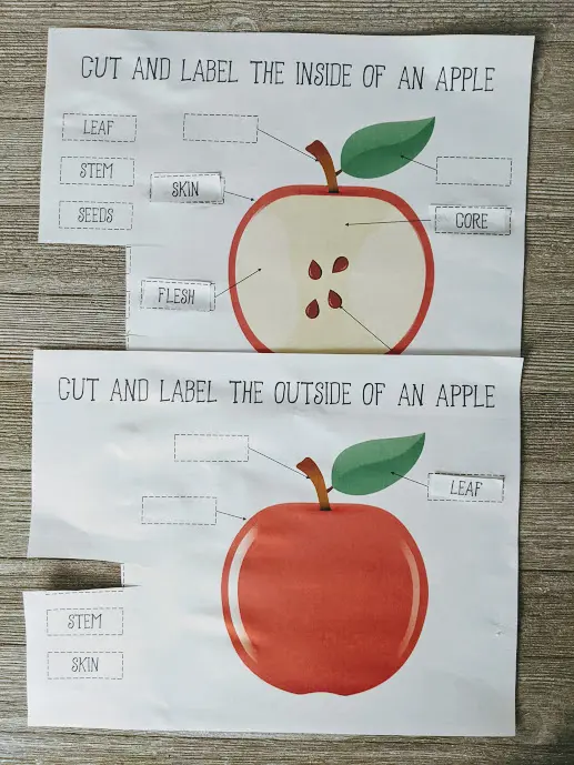 Two apple worksheets with some labels cut and pasted to identify parts. Papers laying on a gray wood background.