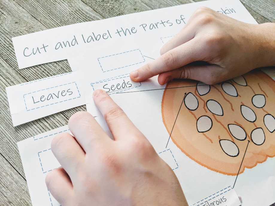 Close view of white child's hands pasting seeds label on parts of pumpkin worksheet.