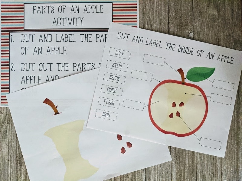 Three pages of printable apple activity on gray wood background. One page with instructions, one with stem, core and seeds, and the third with cross section for labeling parts.