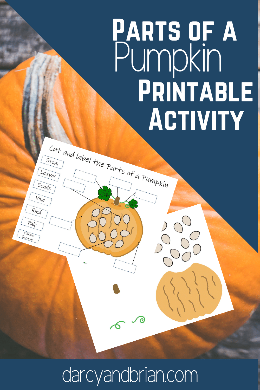 Preview of cut and label pumpkin page and another page with pictures of pieces of pumpkin, seeds, and vine on background image of the top of a pumpkin. Text overlay states Parts of a Pumpkin Printable Activity.