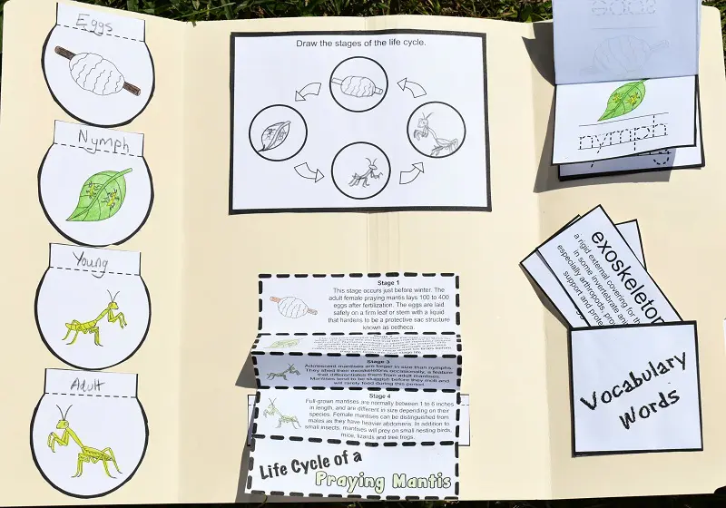 Open praying mantis life cycle lapbook with the fan folded stages extended down, vocabulary words coming out of the pocket, and the upper right stages section flipped up to show the nymph stage.
