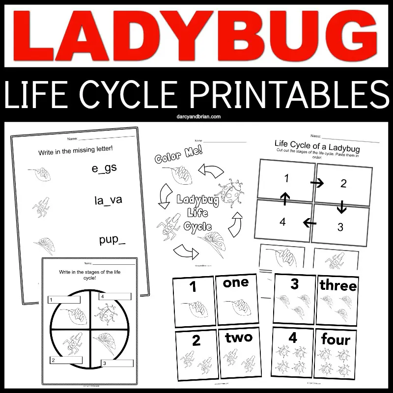 Ladybug in red text at the top with Life Cycle Printable in white text on a black rectangle. Collage of preview images of all the printable worksheets.